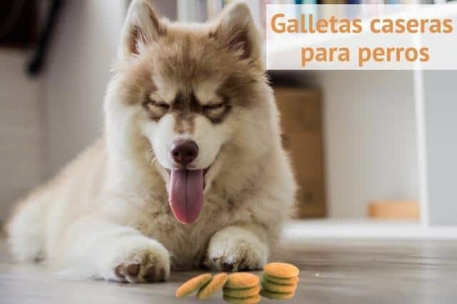 Galletas caseras para perros