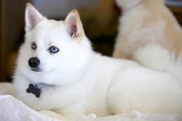 pomsky blanco