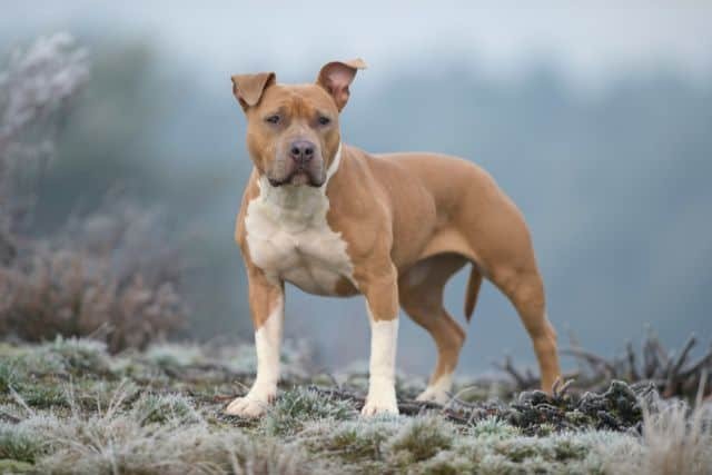 American Staffordshire Terrier o Amstaff