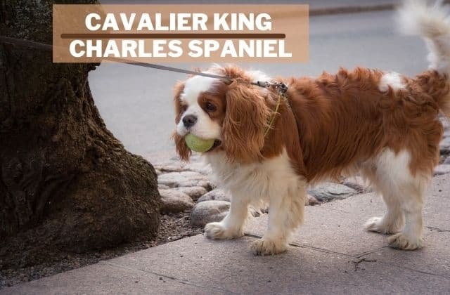 Cavalier King Charles Spaniel