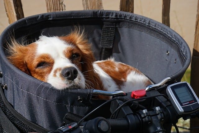 El Toy spaniel inglés o Spaniel del Rey Carlos descansar en bolso de perros en bicicleta