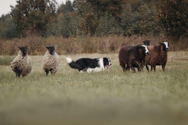 border collie con ovejas