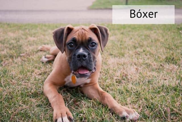 boxer