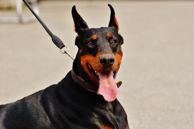 doberman pincher negro y marron mirar la camera