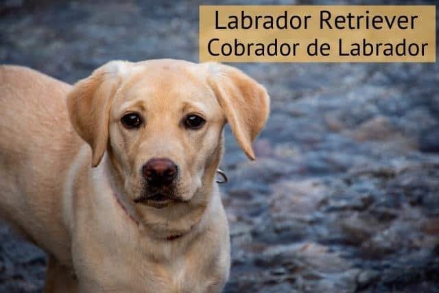 labrador retriever