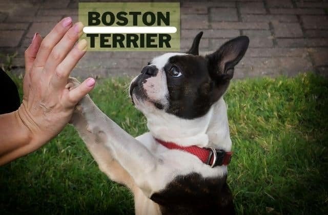 perro Boston terrier