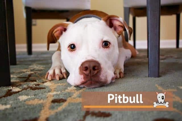 Tipos de pitbull – Qué perro se considera pitbull