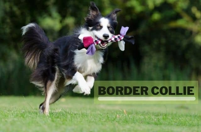 perro border collie blanco y negro correr