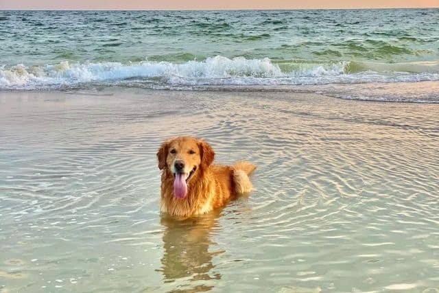 Golden retriever o Cobrador dorado en el mar nadar