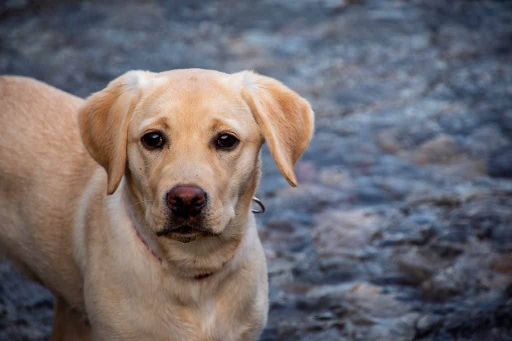 labrador retriever cobrador retriever