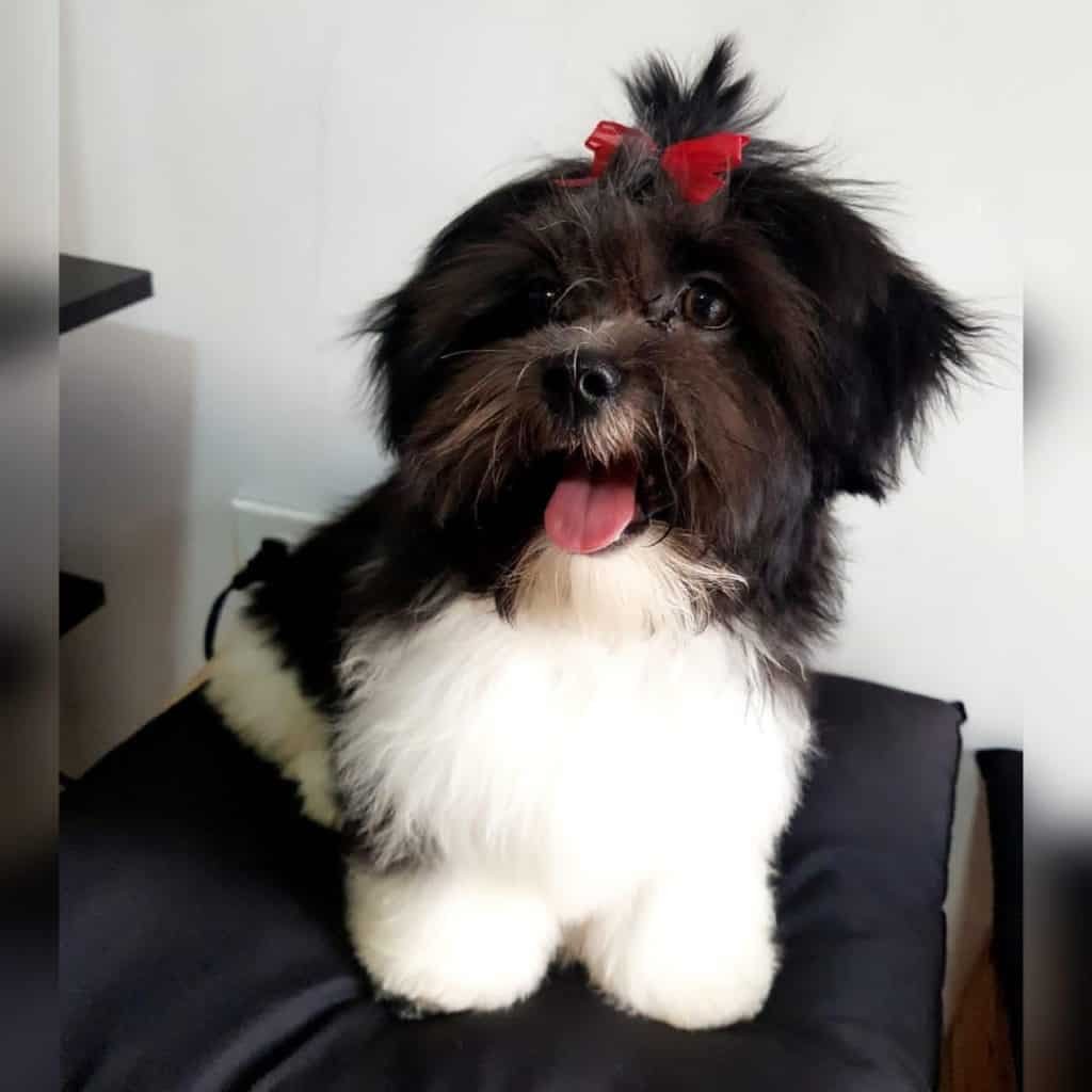 shih tzu blanco negro sentar