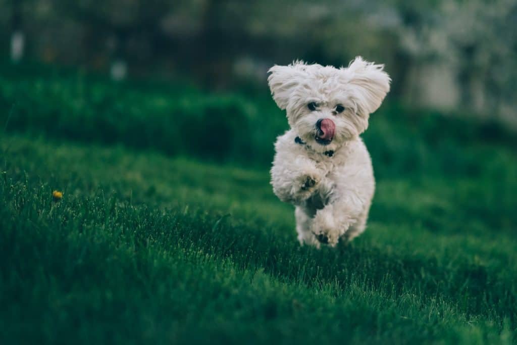 raza bichón frisé perro bichon-frise