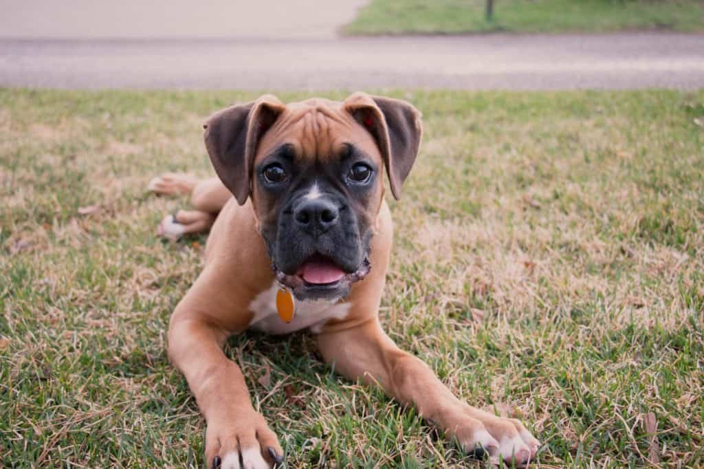 perro Bóxer raza boxer