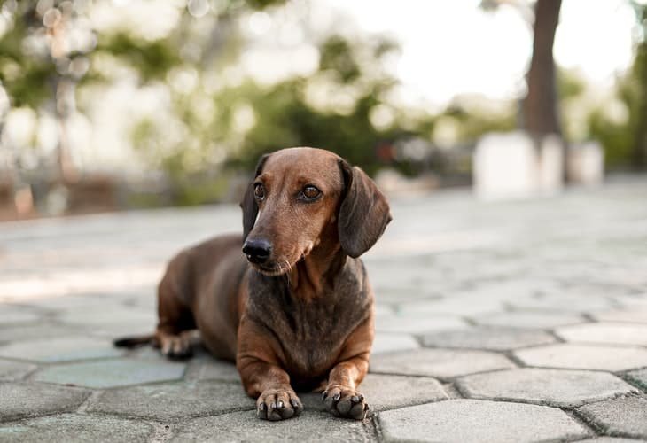 Teckel o Dachshund o perro salchicha