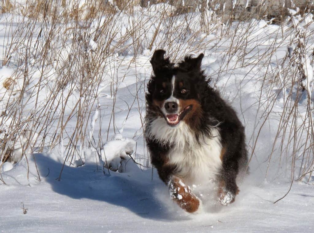 Boyero de Berna o Berner Sennenhund