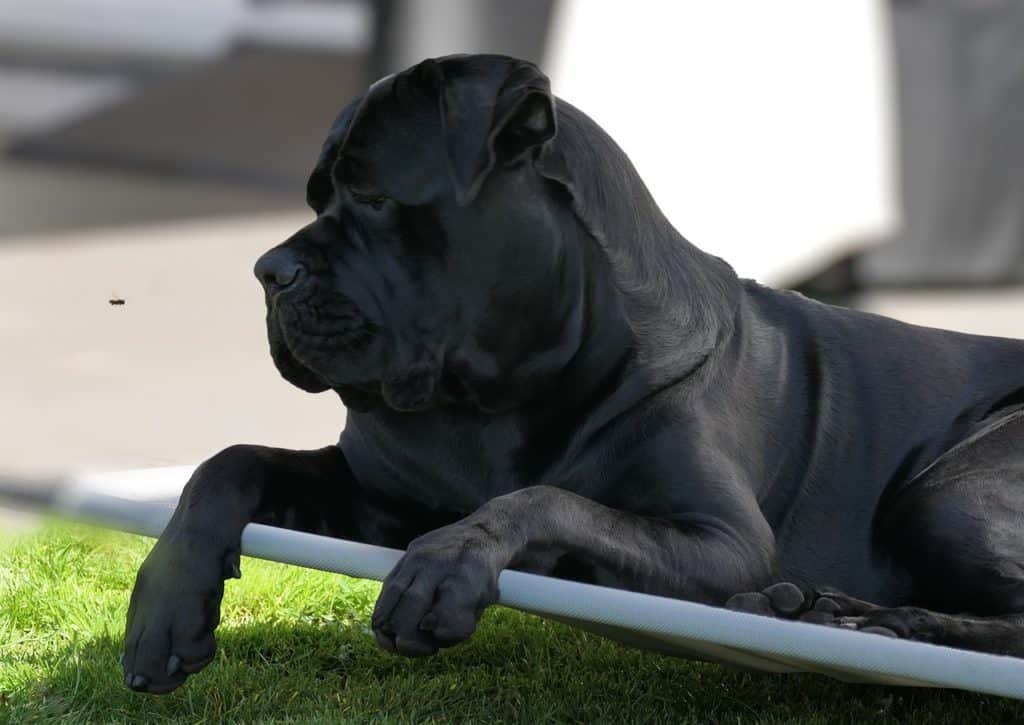 Cane Corso