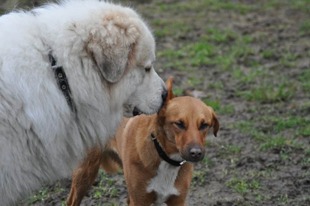 Un perro de montaña de los Pirineos huele a un amigo