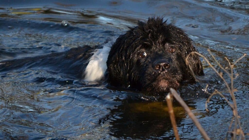 El perro  Terranova es nadador de nacimiento. 