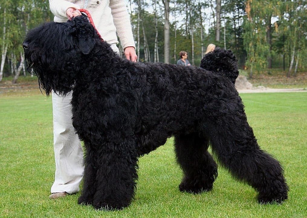  Terrier ruso negro 