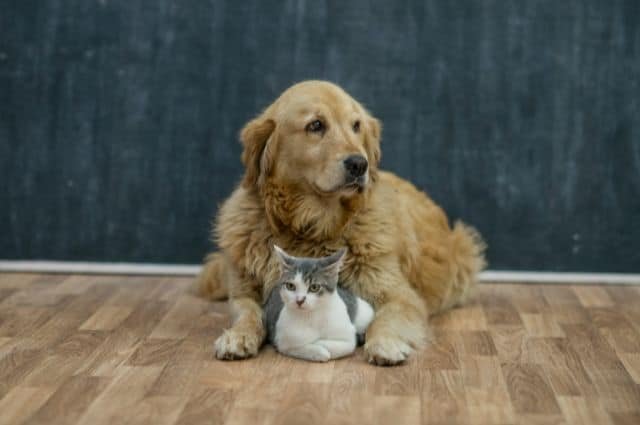 gato y perro amigos