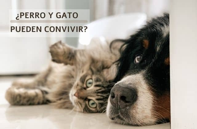 perro y gato convivir juntos