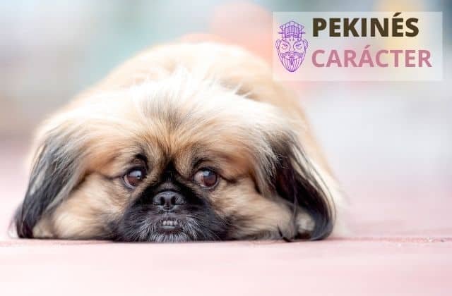 Carácter del pekines