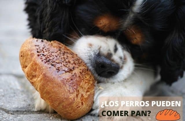 ¿Pueden los perros comer pan? (Y cuando la levadura es peligrosa para ellos)