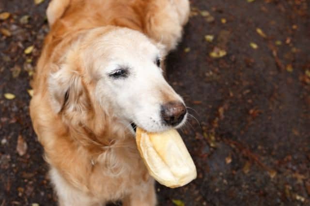 perro comiendo pan