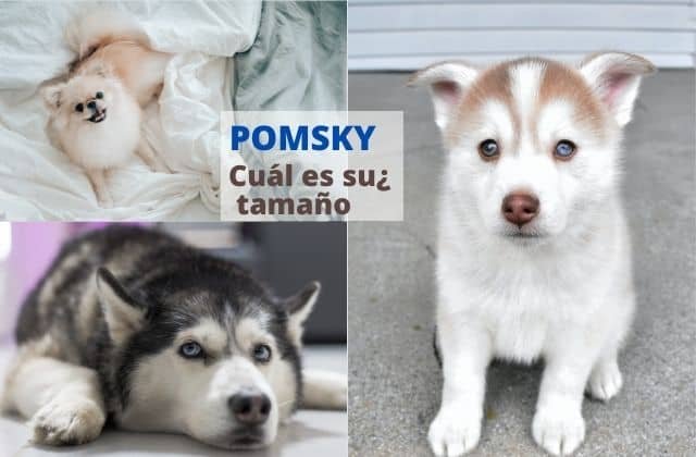 Cual es el tamaño del perro Pomsky