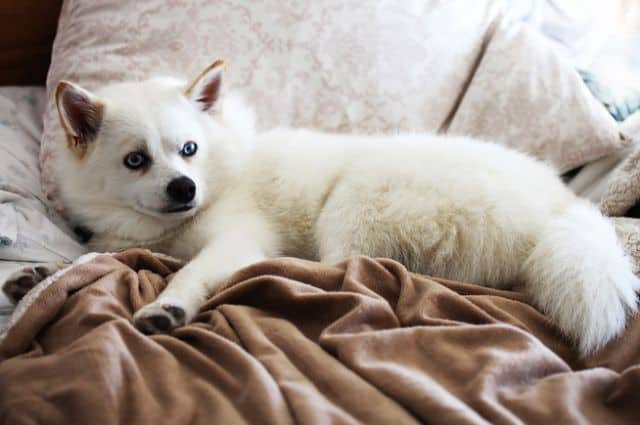 pomsky blanco en el mueble