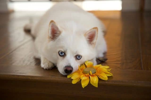 pomsky descansando