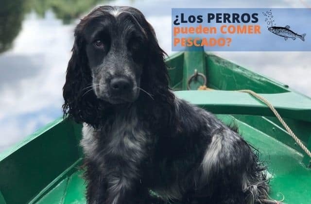 ¿Pueden los Perros Comer Pescado o Atún?