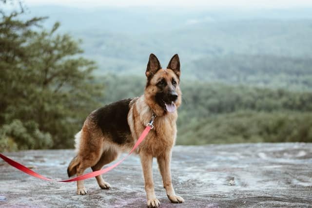 El pastor aleman es unos de los perros mas intelegentes del mundo