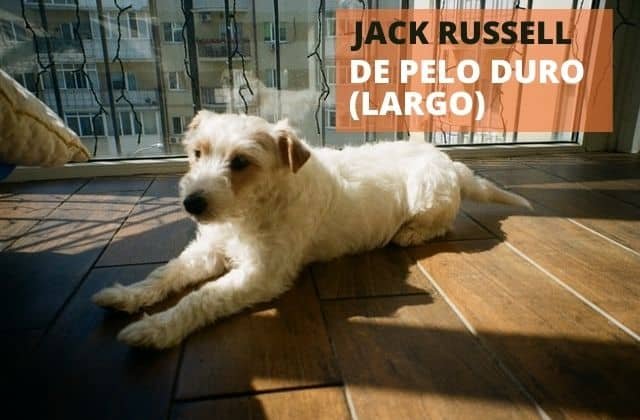 JACK RUSSELL DE PELO DURO O JACK RUSSEL DE PELO LARGO