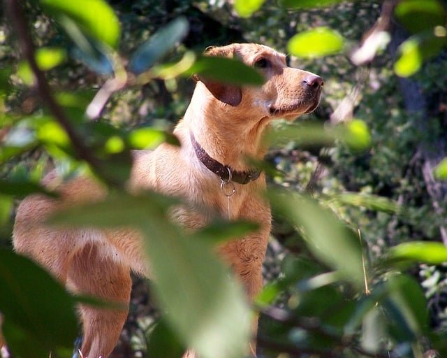  Un labrador americano 