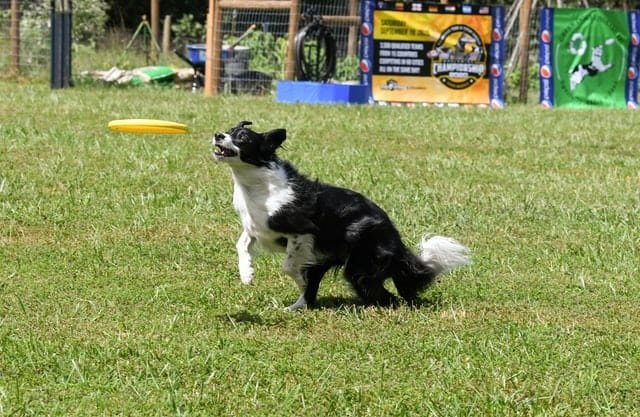 border collie Jugar con un frisbee