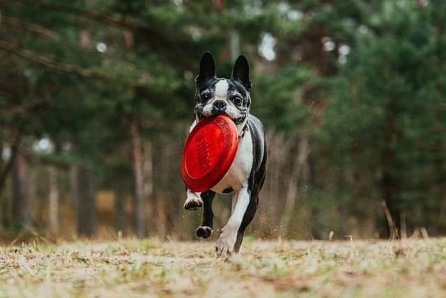 boston terrier correr con un jugete