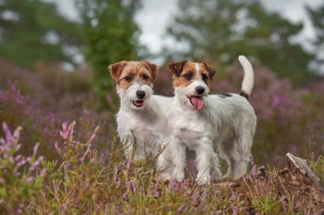 dos jack russell pelo duro o largo