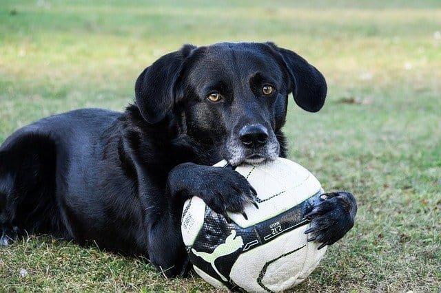 labrador negro con un pelota