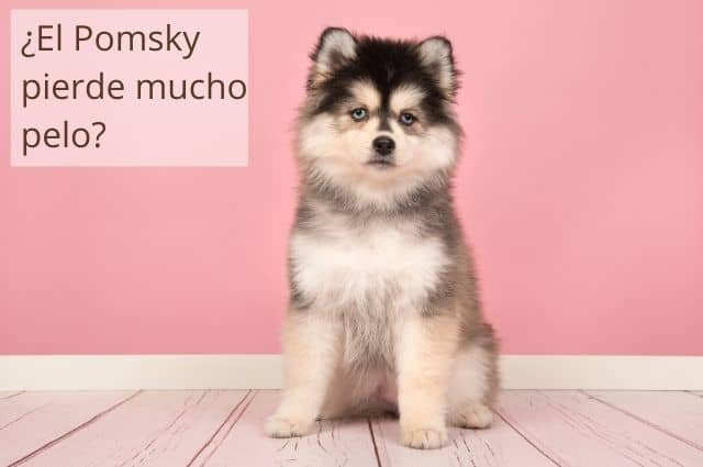 ¿El perro Pomsky pierde mucho pelo? (La guía completa para la caída del cabello en Pomsky)