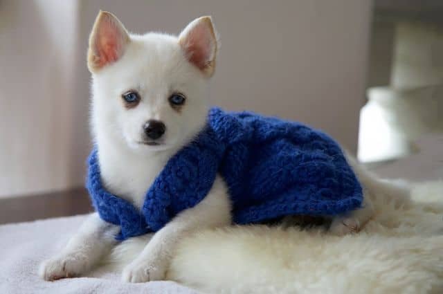 pomsky cochorro