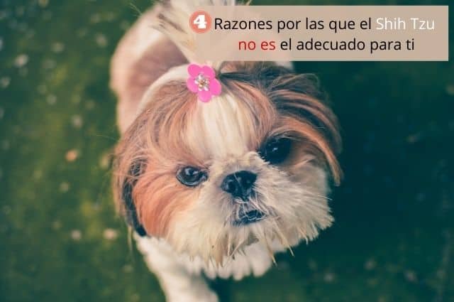 4 Razones por las que el Shih Tzu no es el adecuado para ti