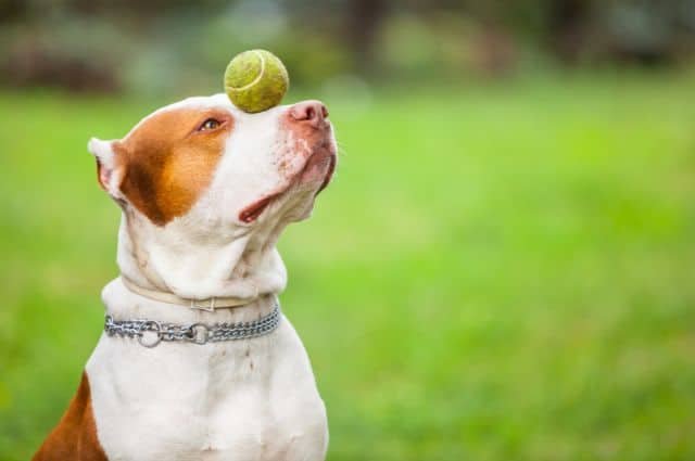 pitbull nariz roja con pelota