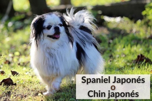 Spaniel japonés o Chin japonés