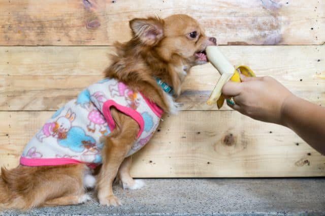 chihuahua comiendo banana