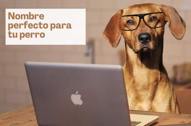 10 tips para elegir el nombre perfecto para tu perro con facilidad: