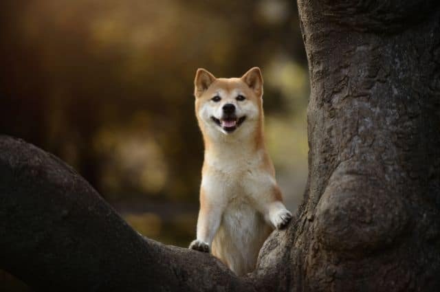 shiba inu mirando el bosque