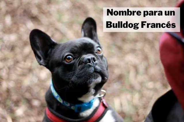 Nombres para Bulldog Francés