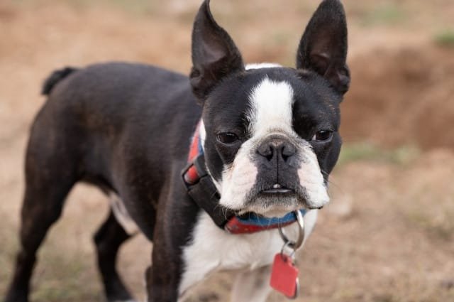 boston terrier