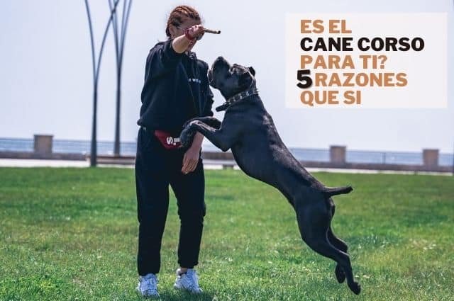 5 razones por las que el Cane Corso o Mastin italiano es el perro perfecto para ti